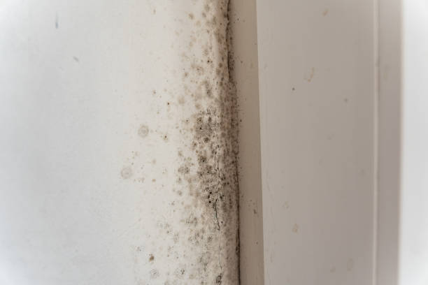 Best Flood Damage  in Rolling Hills Estates, CA